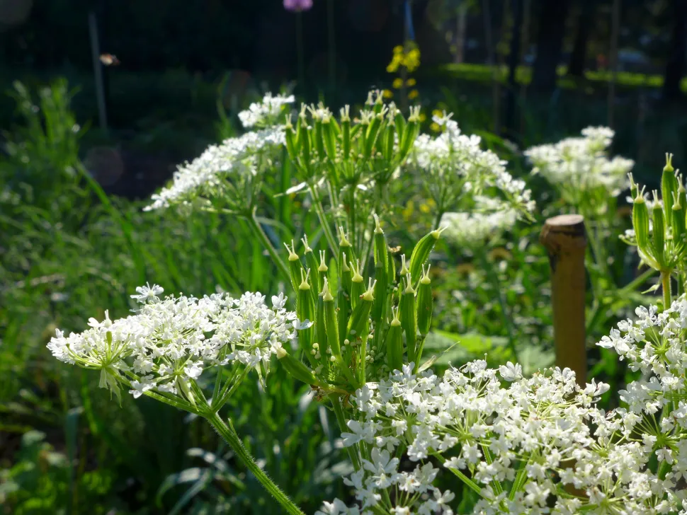 Fleurs blanches Cerfeuil musqué