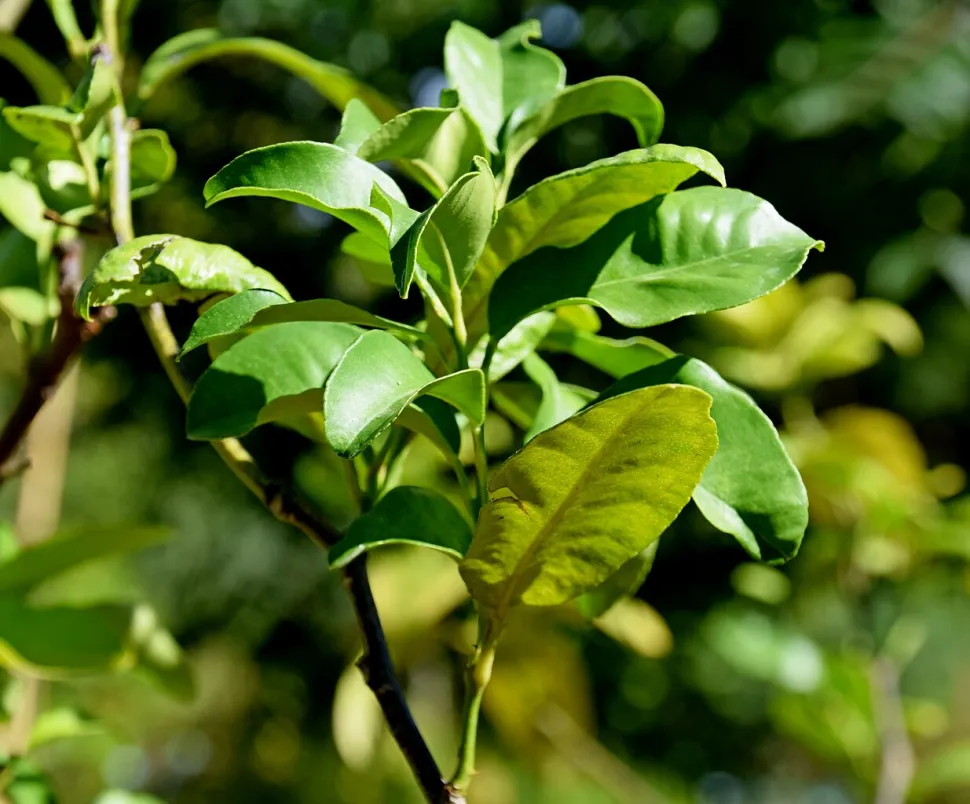 Citrus bergamia gebladerte