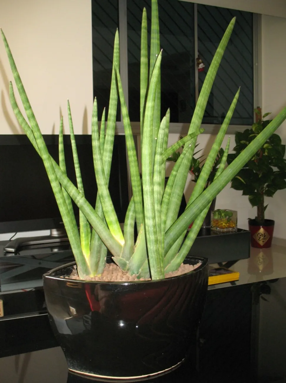 Sansevieria cylindrica i en potte