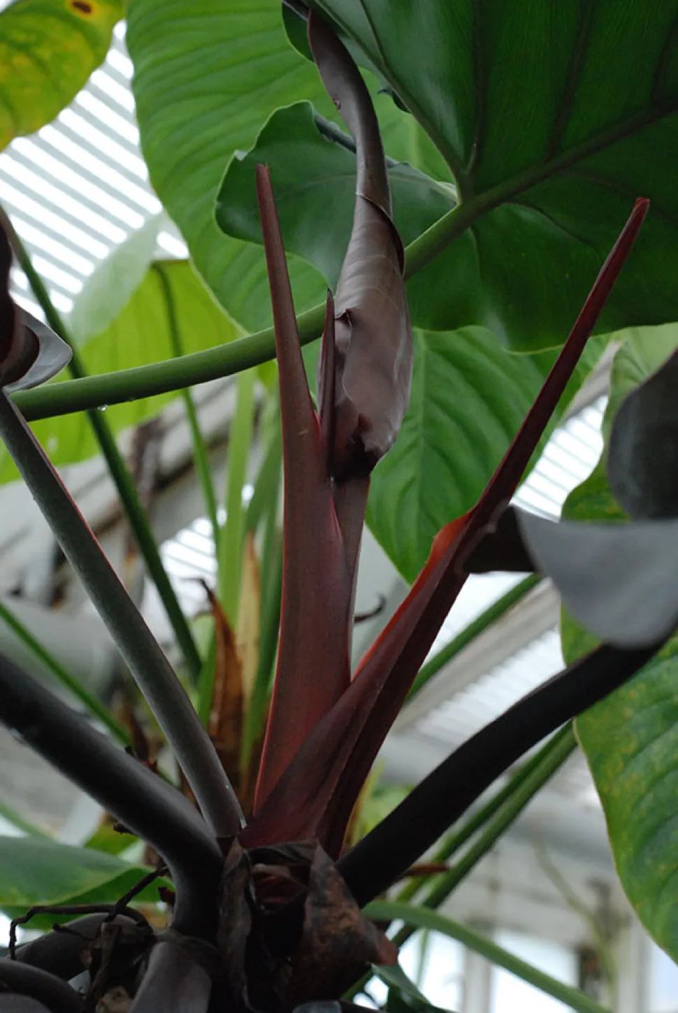 Blätter von Philodendron 'Imperial Red' (Imperial Red)