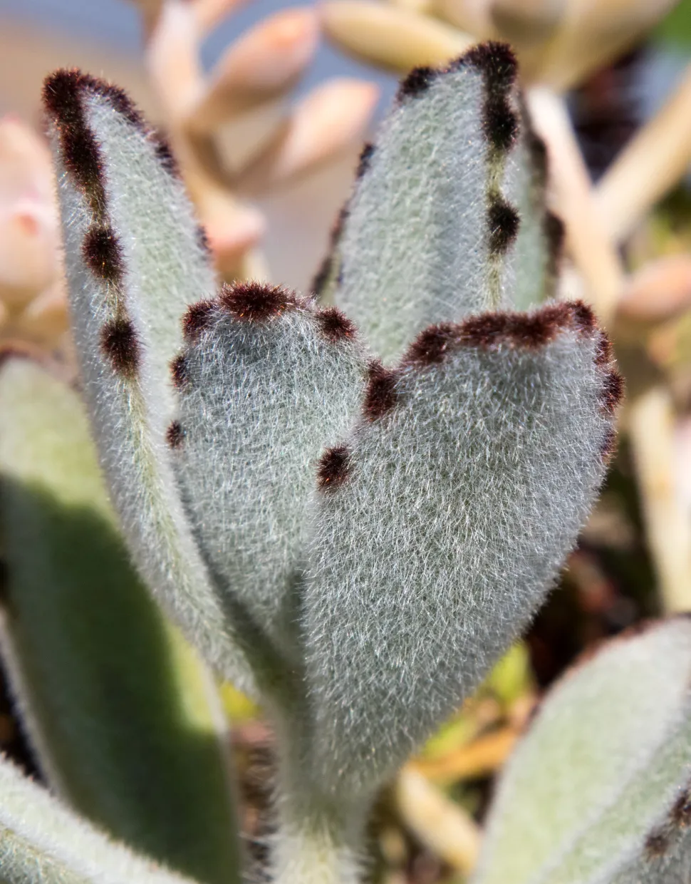 Hojas vellosas de Kalanchoe tomentosa