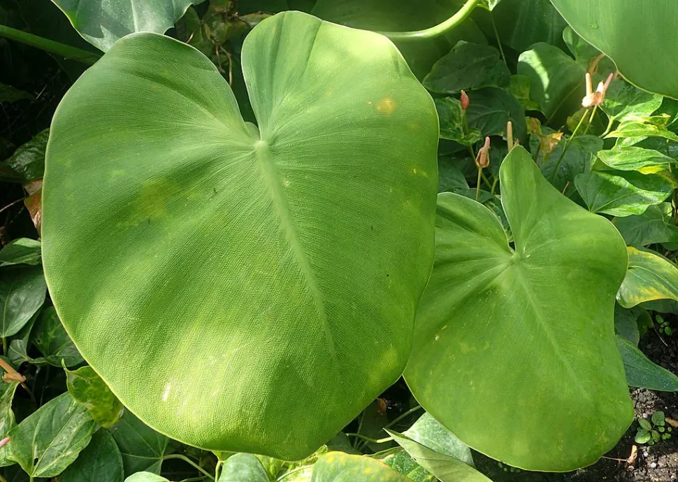 Getextureerde bladeren Philodendron rugosum