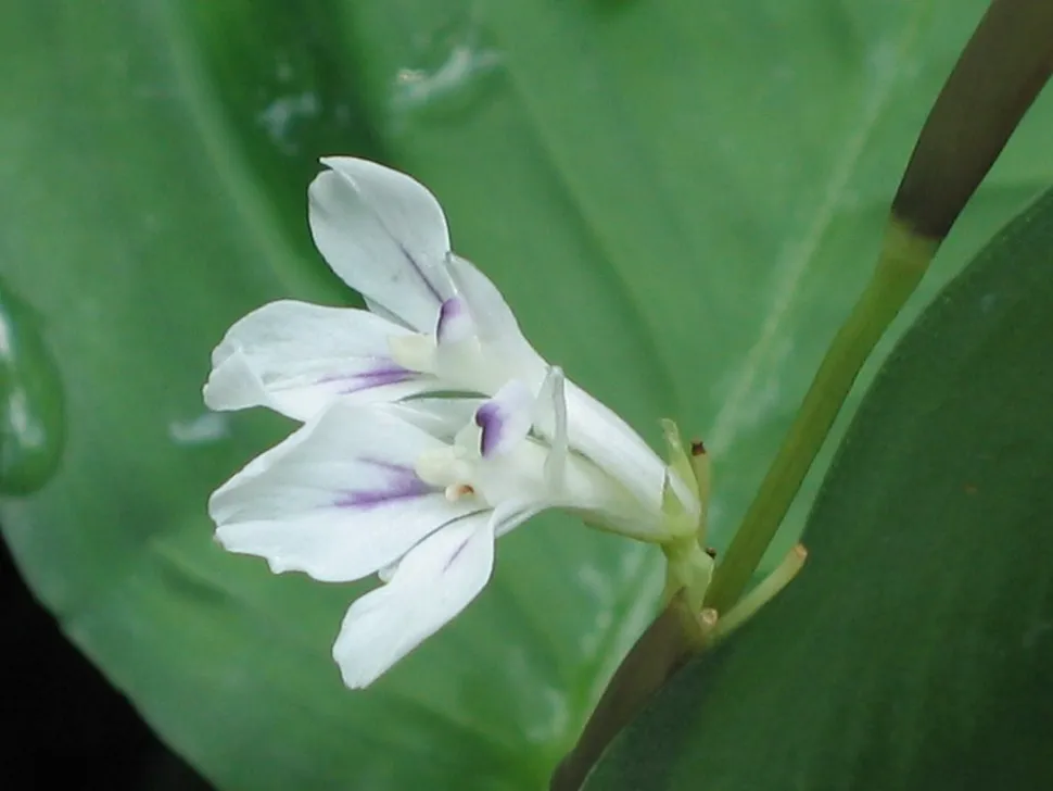 Maranta bloem