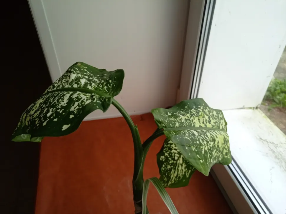 Panaschierte Blätter von Dieffenbachia seguine