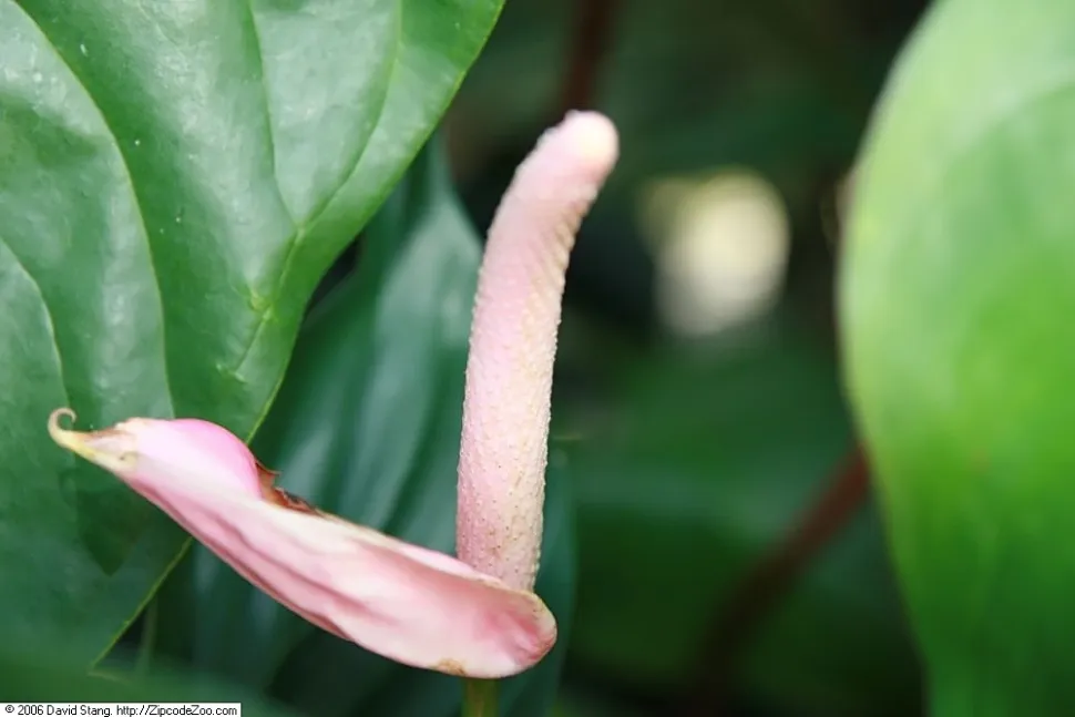 Blomst Homalomena rubescens