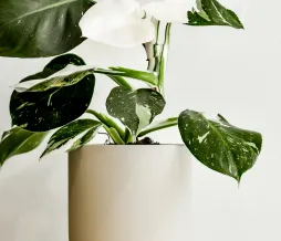 Philodendron 'White Wizard' i potte