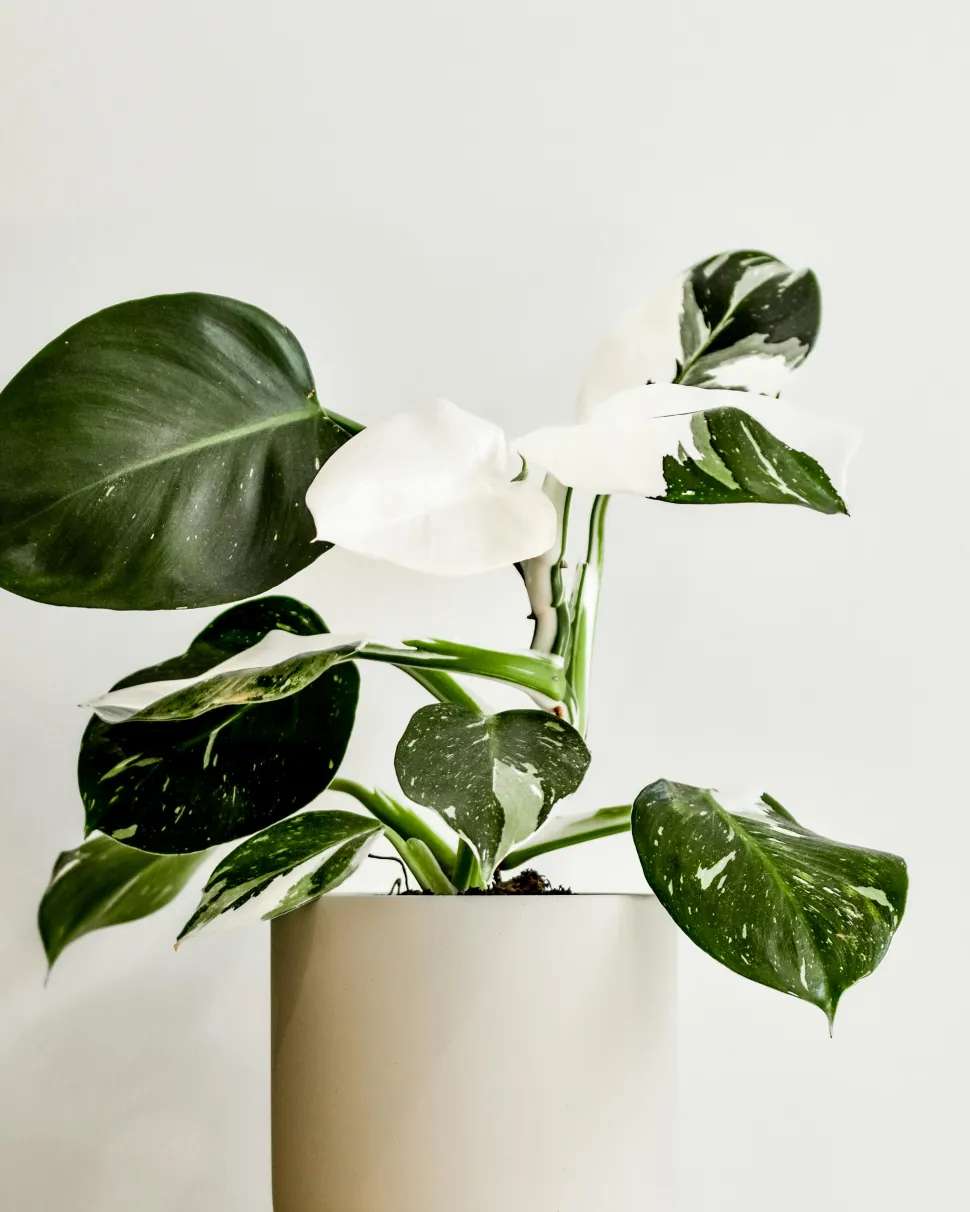 Philodendron 'White Wizard' im Topf