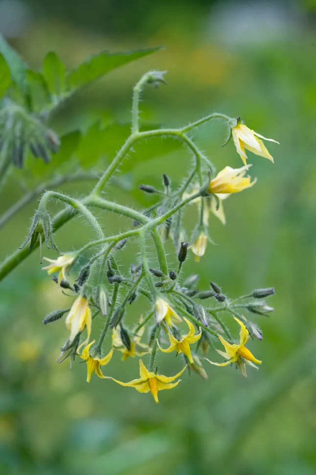 Gule blomster, cherrytomater
