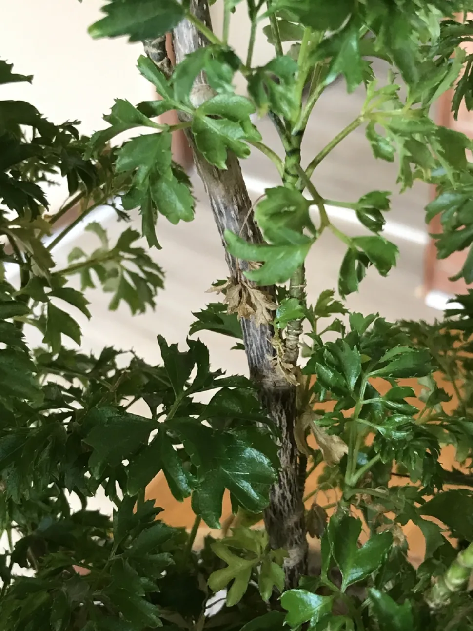 Løvværk Polyscias fruticosa Elegans