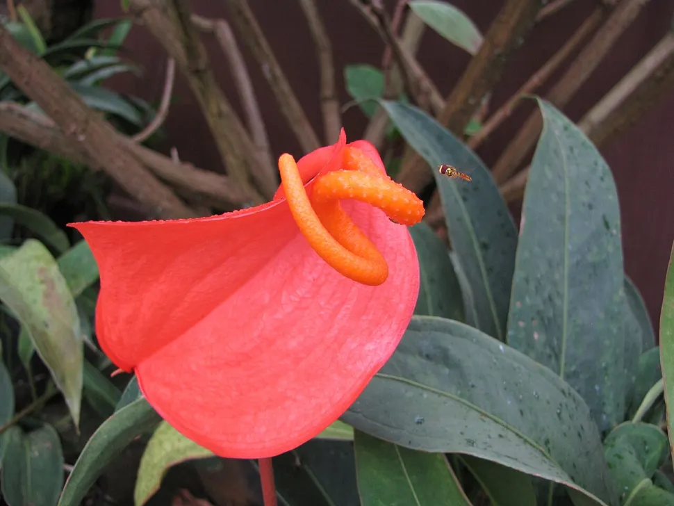 Blüte von Anthurium scherzerianum