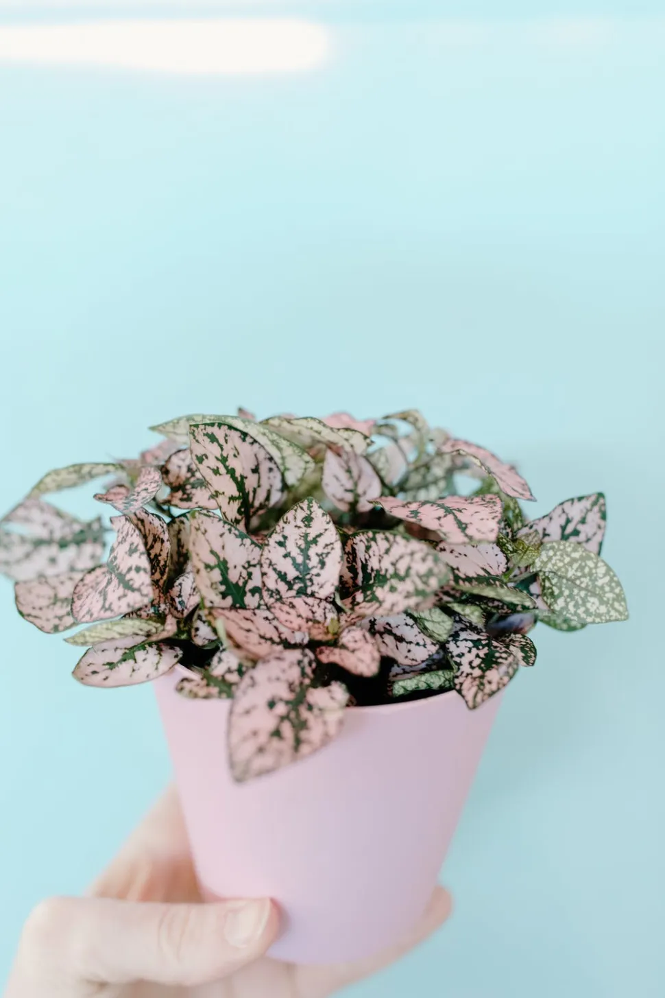 Hypoestes phyllostachya num vaso