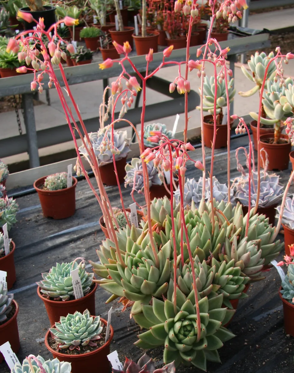 Echeveria agavoides i blomst