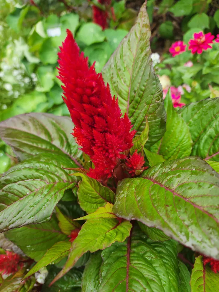 Red Celosia Celosia plumosa