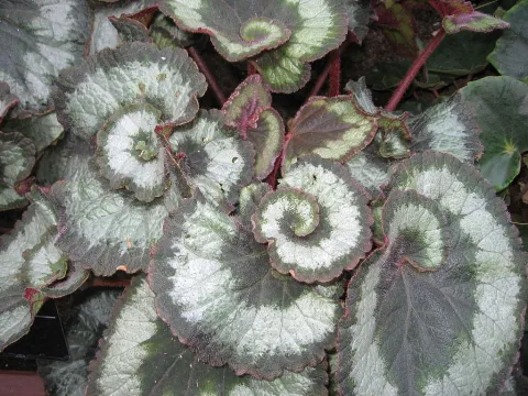 Grønne spiralblade begonia snegl
