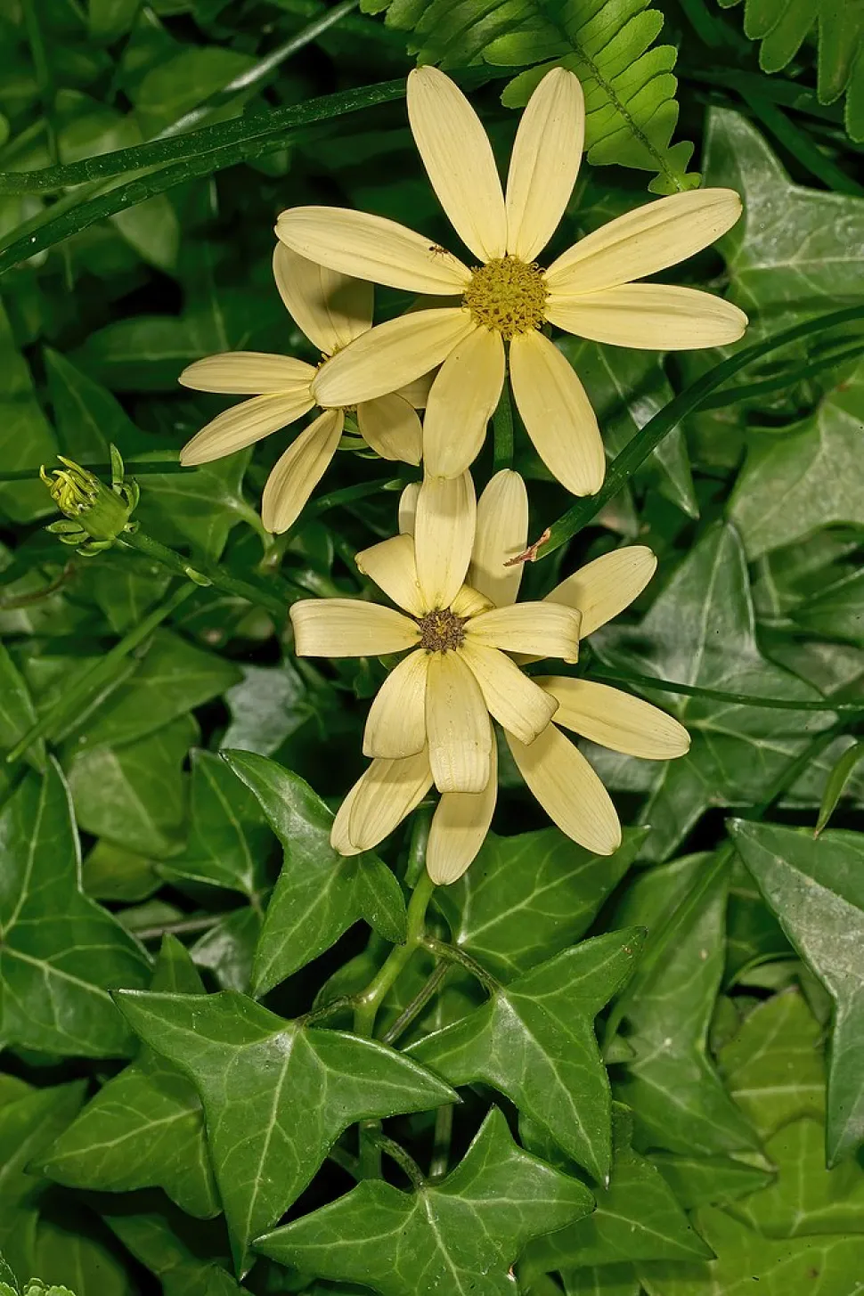 Blüte von Senecio macroglossus