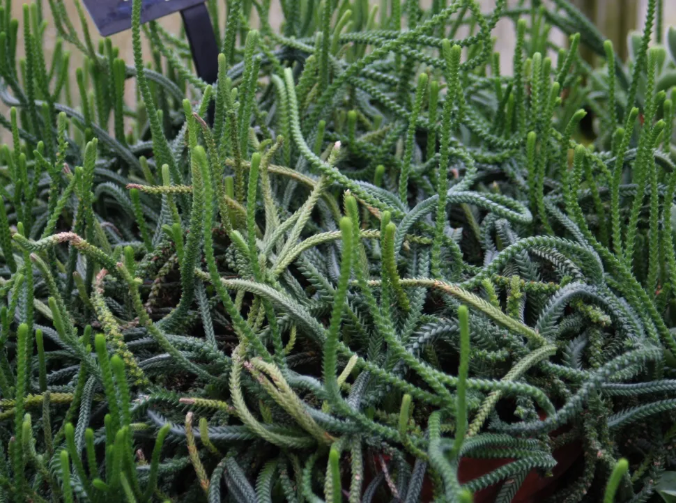 Meerdere Crassula lycopodioides groene planten