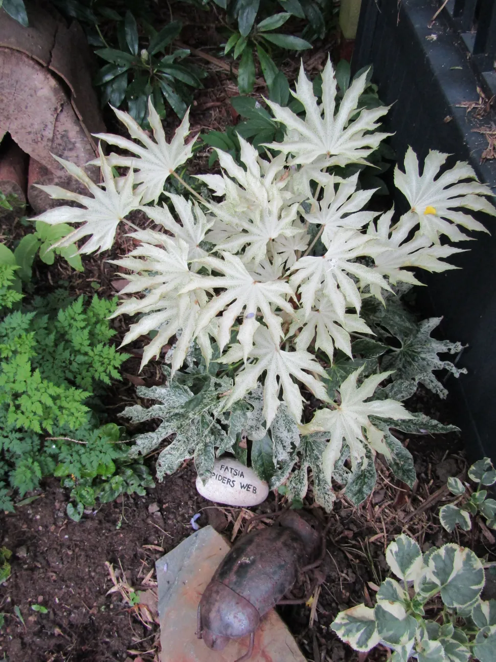Cultivar a foglie verdi e bianche di Fatsia japonica