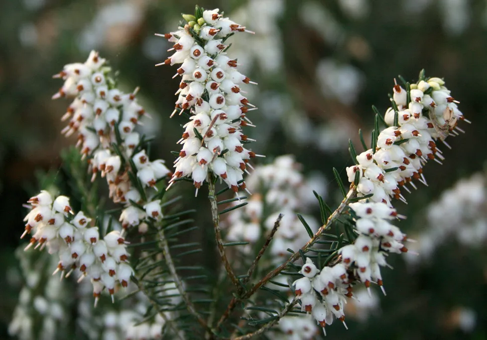 Urze de floração branca Erica Darleyensis