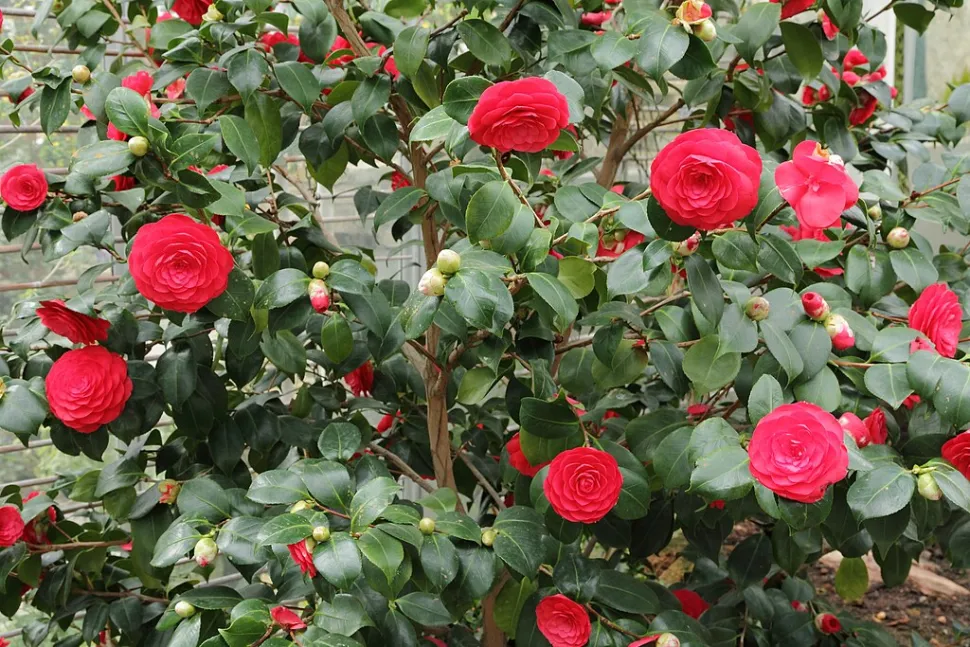 Rode Camellia japonica