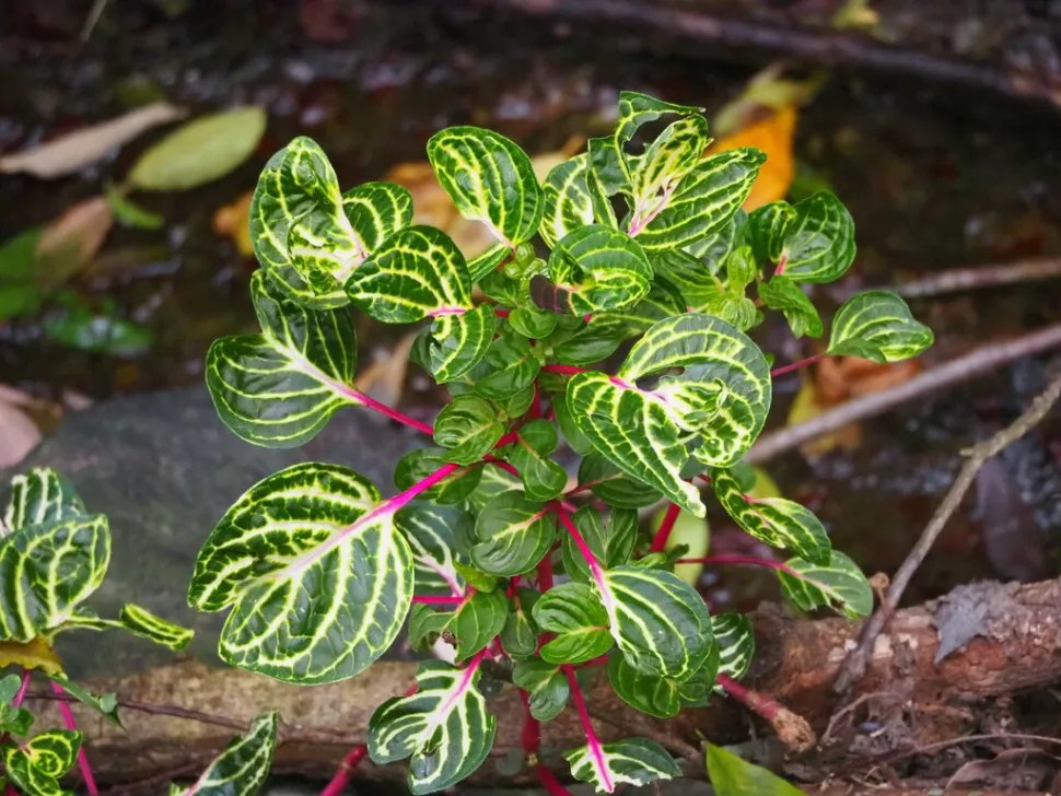 Iresine diffusa groen blad