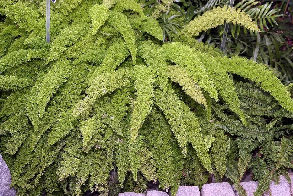 Asparagi di Myers nel terreno