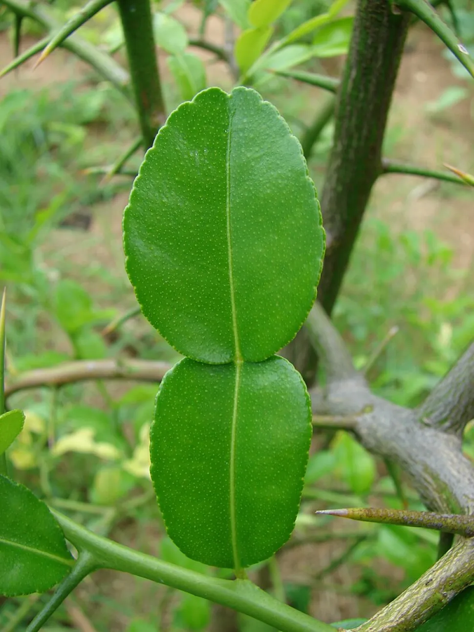 Blätter mit geflügeltem Stiel Citrus hystrix