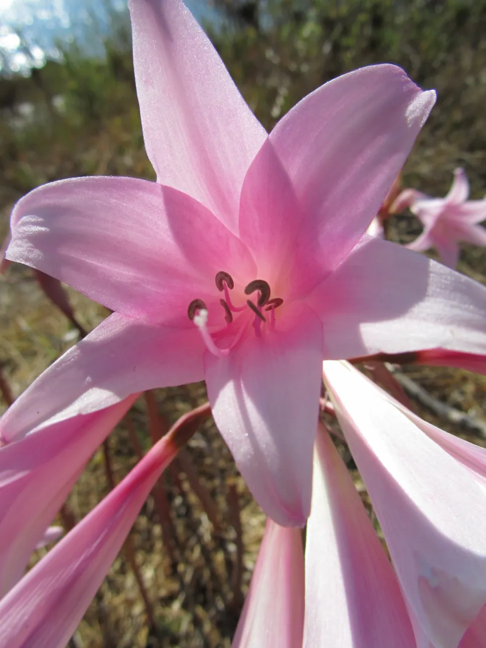 Lyserød blomst Amaryllis belladonna