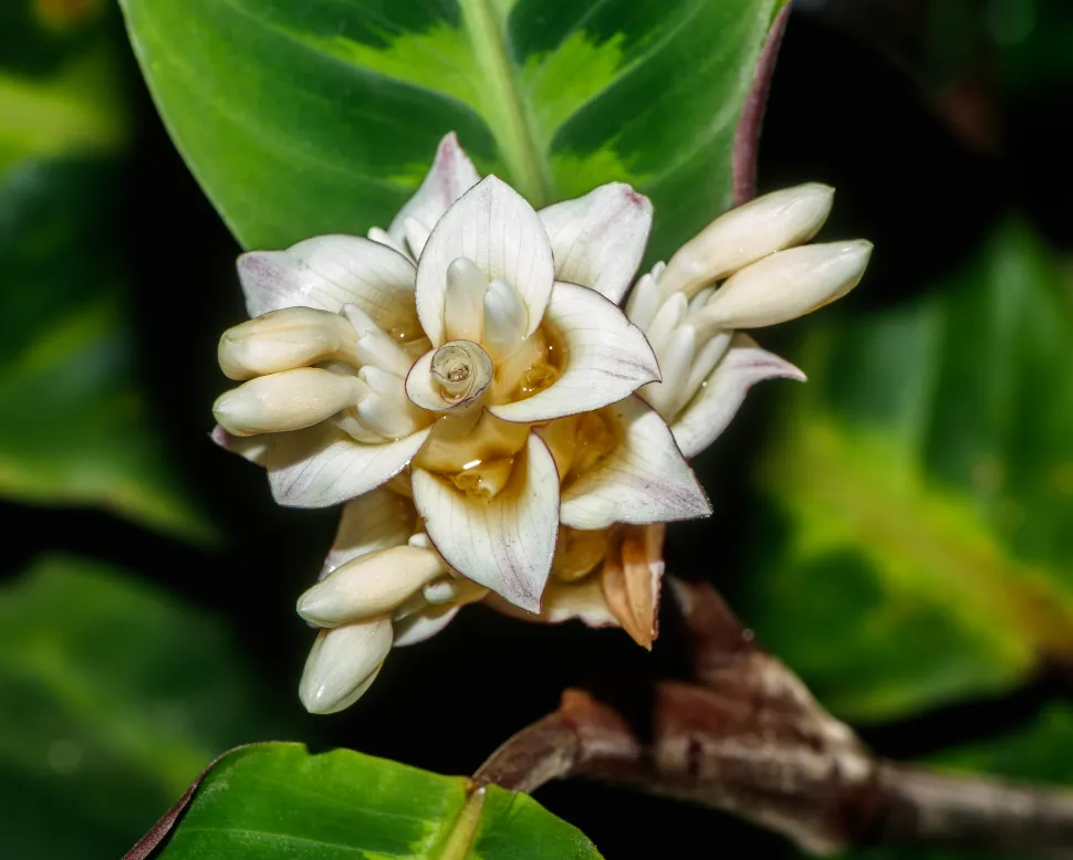 Flores blancas planta tropical Goeppertia warscewiczii