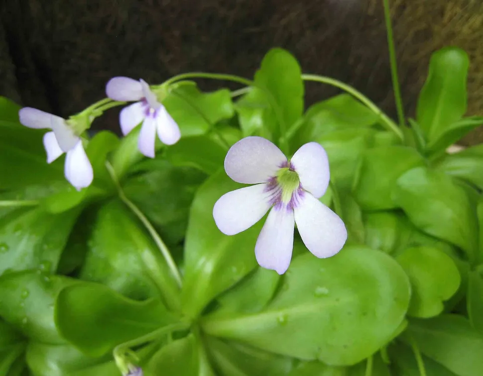 Pinguicula 'Tina' Blume