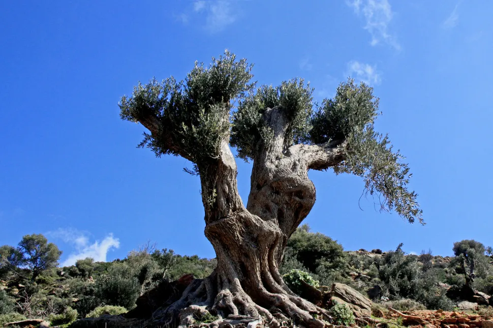 Oude olijfboom met knoestige stam