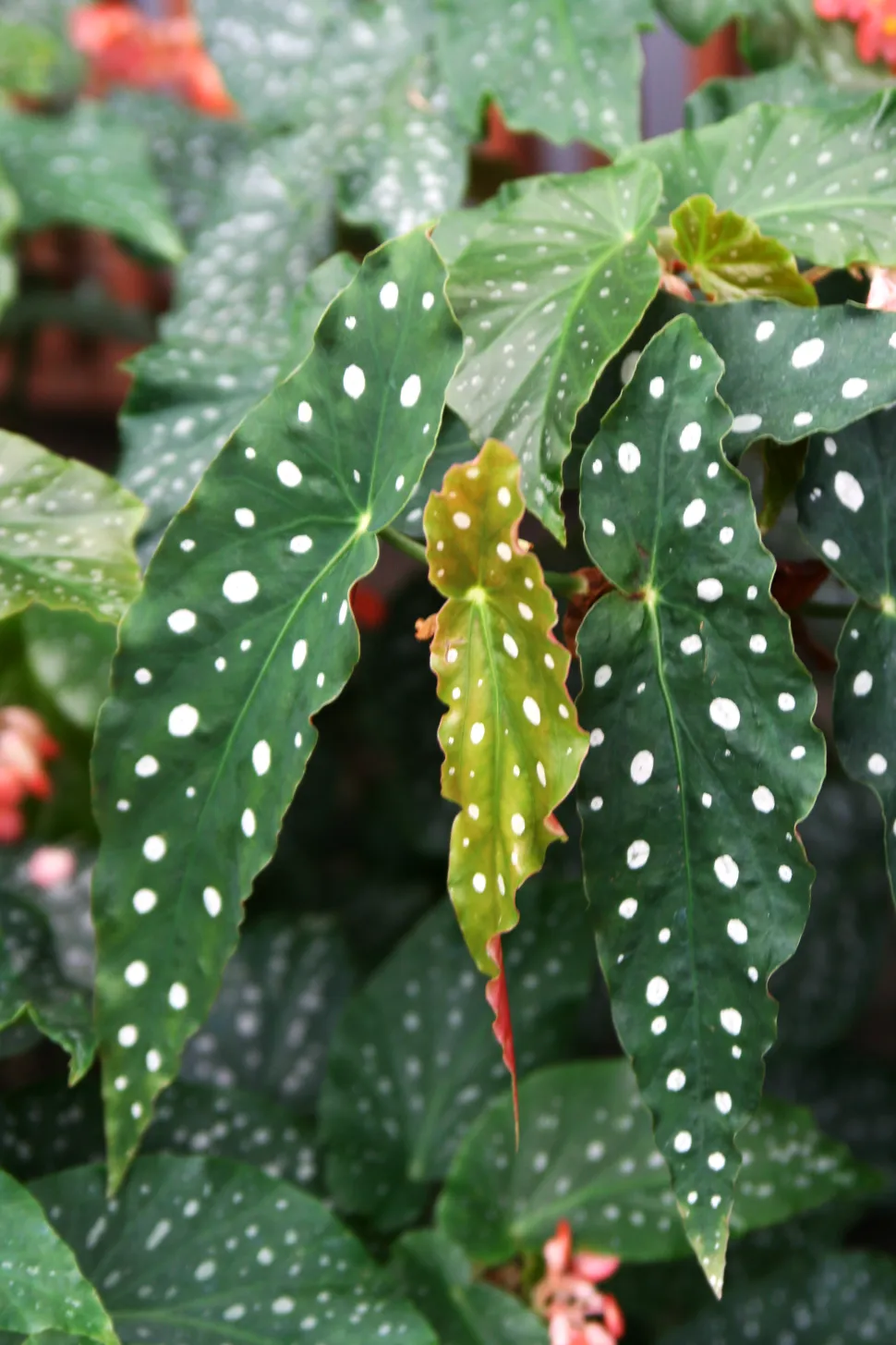 Weiße, gefleckte Blätter Begonia