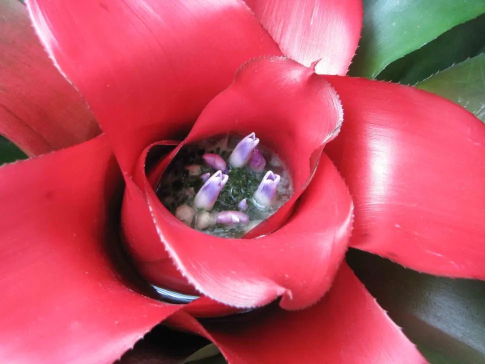 Blomster af Neoregelia carolinae