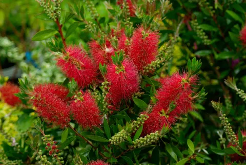 Røde blomster Melaleuca citrina flaskeskylning