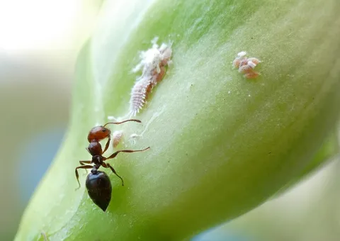 Cochenilles farineuses avec une fourmi qui profite du miellat de ces dernières.