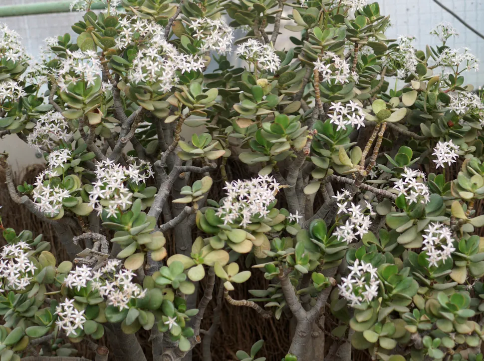 Crassula ovata blüht im Botanischen Garten Parc de la Tête d'Or in Lyon
