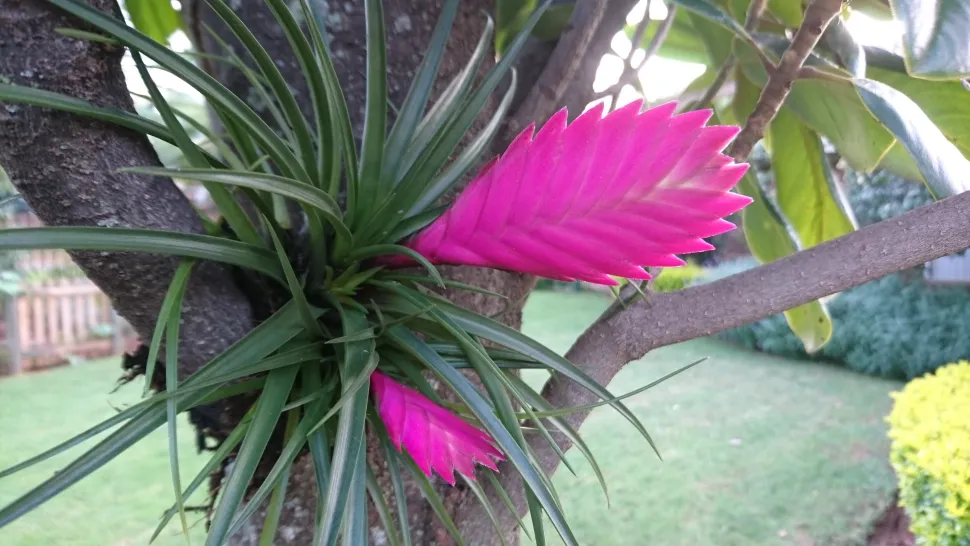 Tropische Pflanze Epiphyt rosa Blume Tillandsia Schneeschuh