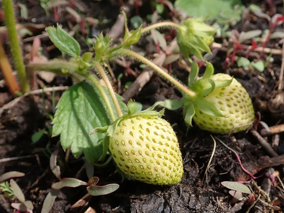 Witte aardbeien niet-remontant Honeoye