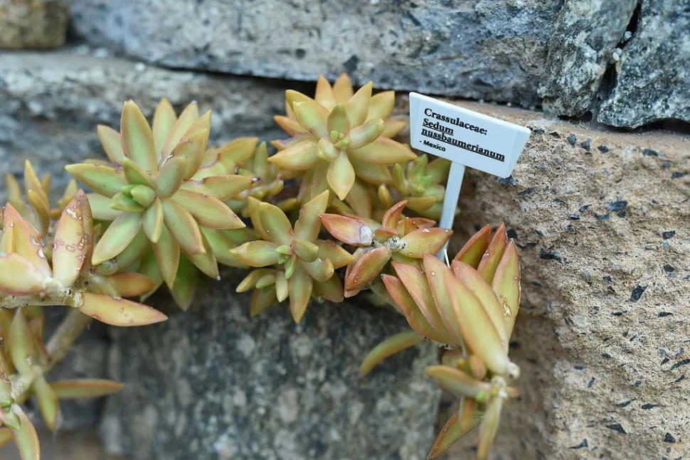Sedum nussbaumerianum in the ground