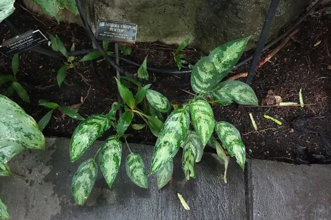 Aglaonema crispum i jorden