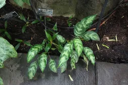 Aglaonema crispum in the ground