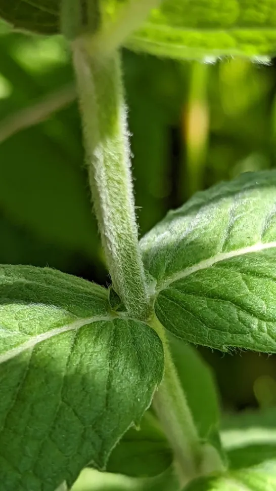 Tallo velloso Mentha rotundifolia