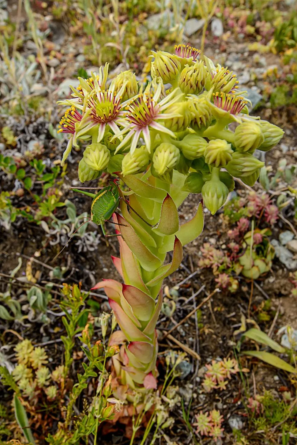 Sempervivum ciliosum in bloem