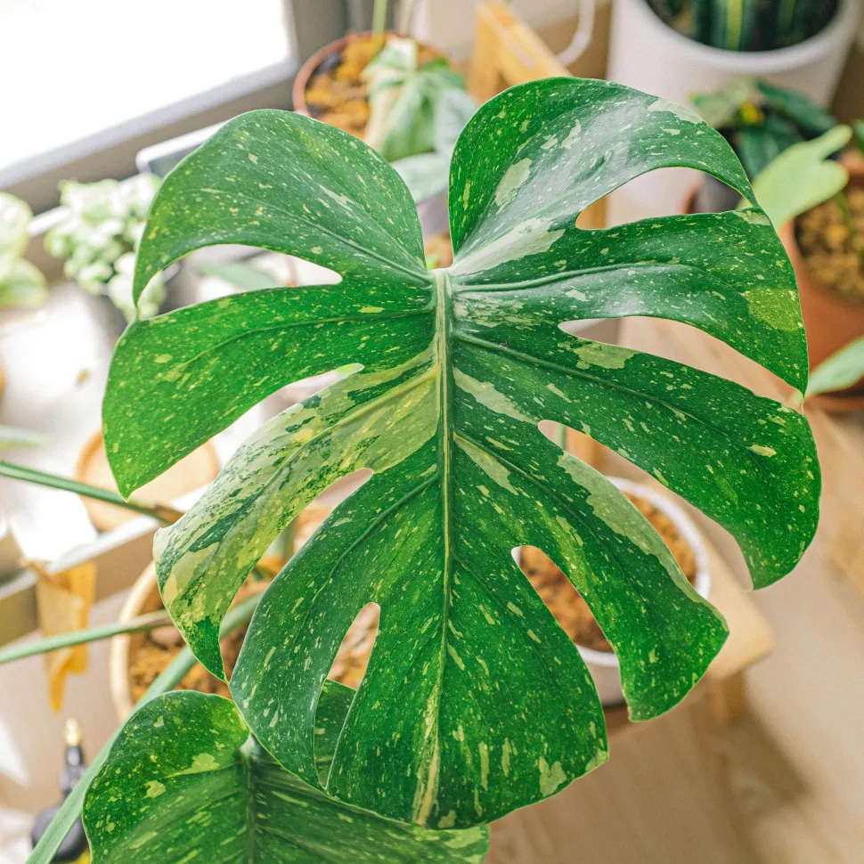 Monstera panaché Constelação tailandesa