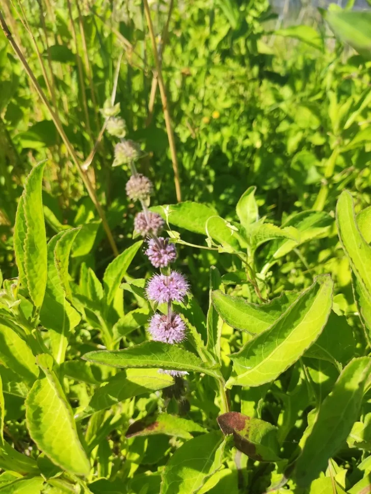 Fiori di menta di Pouliot