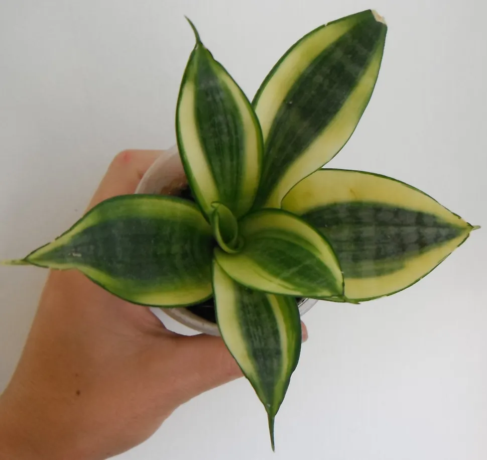 Sansevieria trifasciata 'Golden Hahnii' set oppefra