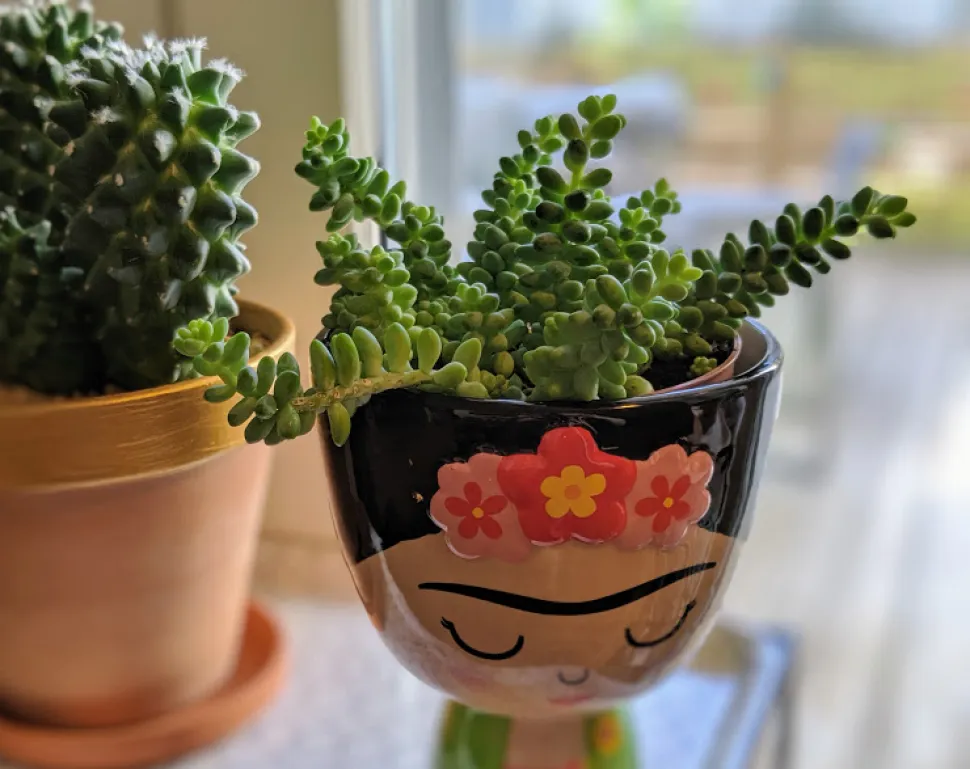 Sedum burrito num vaso