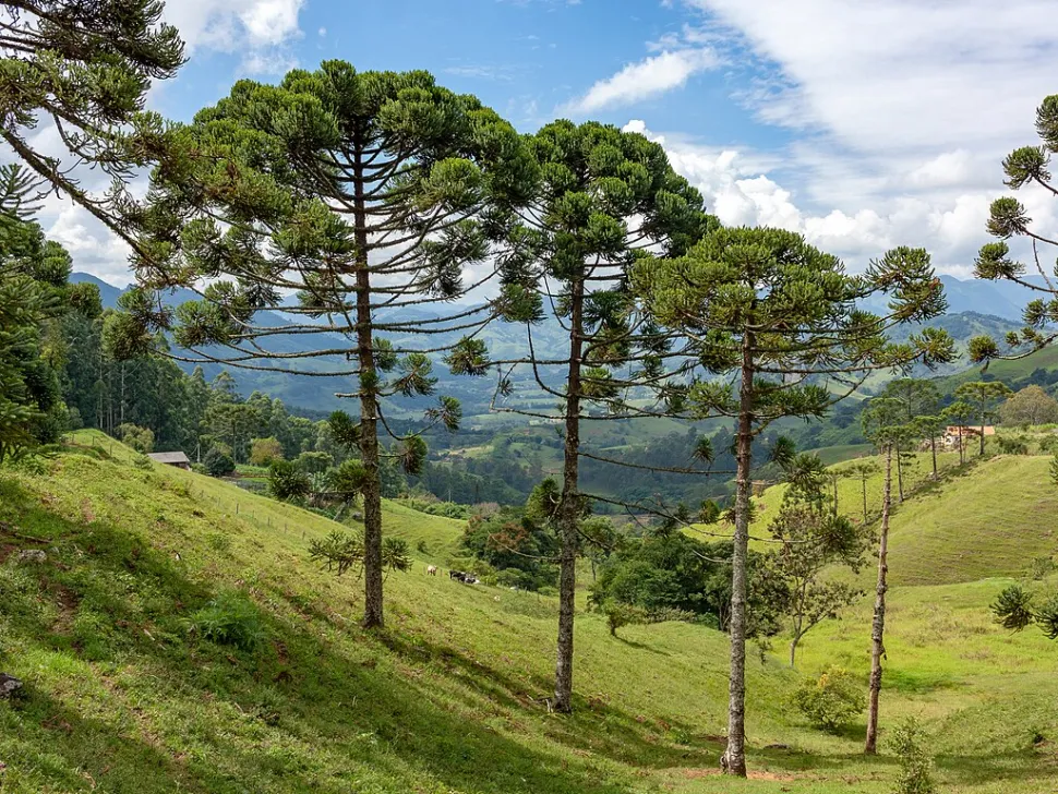 Araucaria angustifolia en el suelo