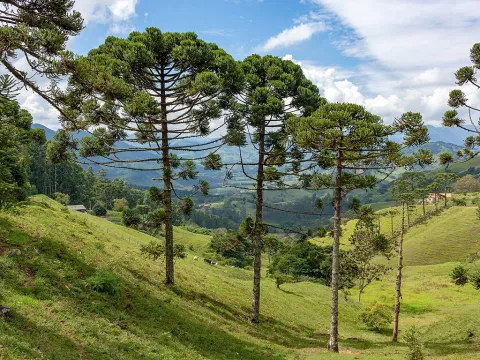 Araucaria angustifolia in the ground