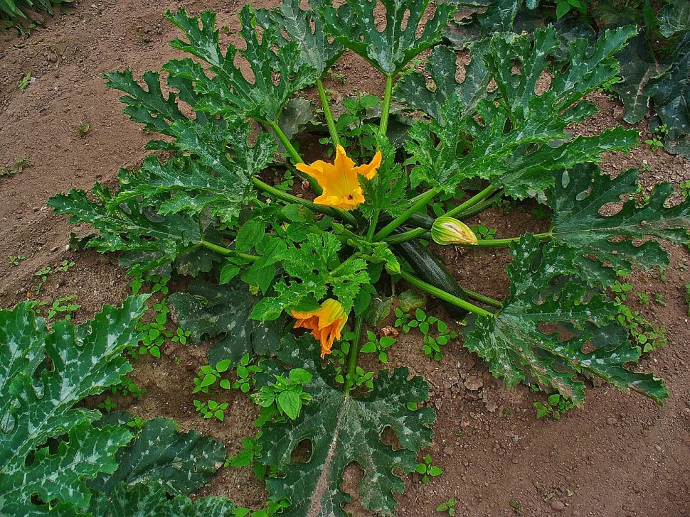 Calabacín Giromontiina Cucurbita pepo