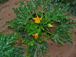 Calabacín Giromontiina Cucurbita pepo